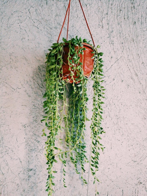 High angle view of plant hanging on wall