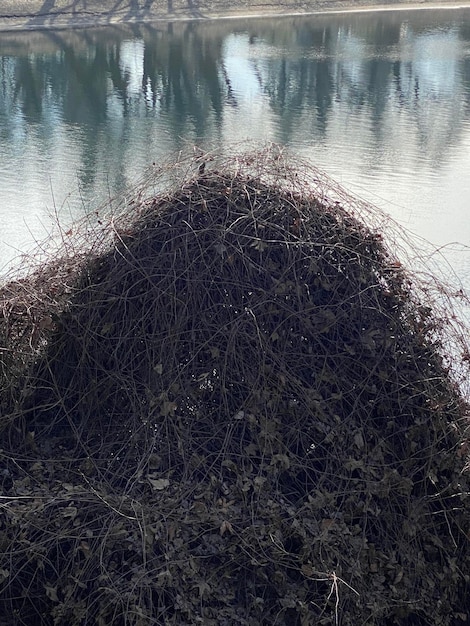 High angle view of plant on lakeshore