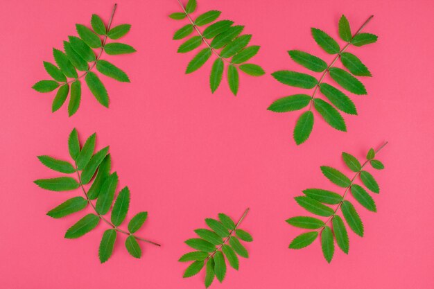 Photo high angle view of plant leaves against red background