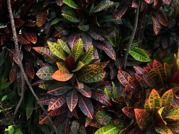 Photo high angle view of plant leaves on field