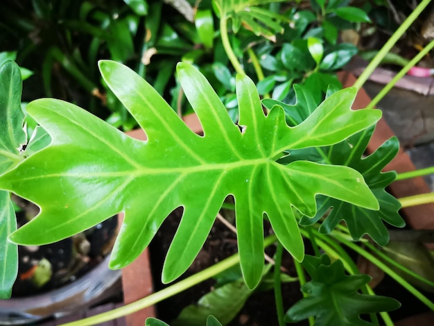 畑の植物の葉の高角度のビュー