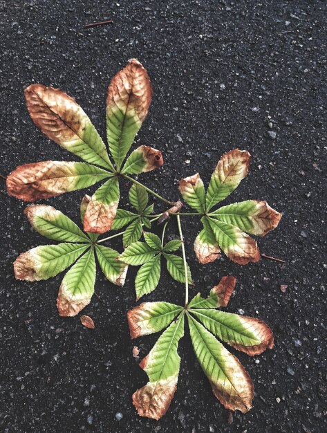 High angle view of plant leaves on table