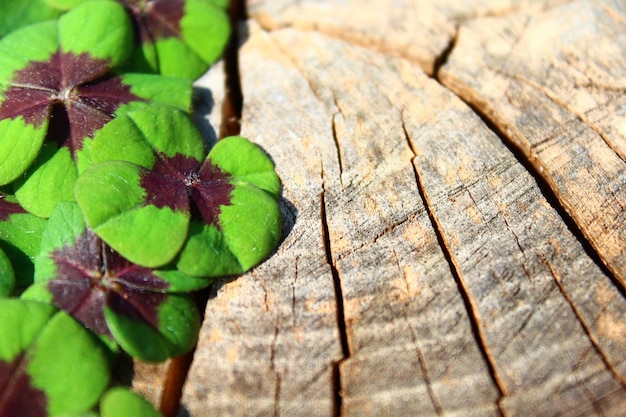 Photo high angle view of plant leaves on wood