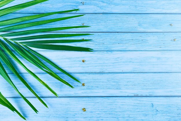 High angle view of plant leaves on wood