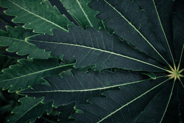 Photo high angle view of plant leaves