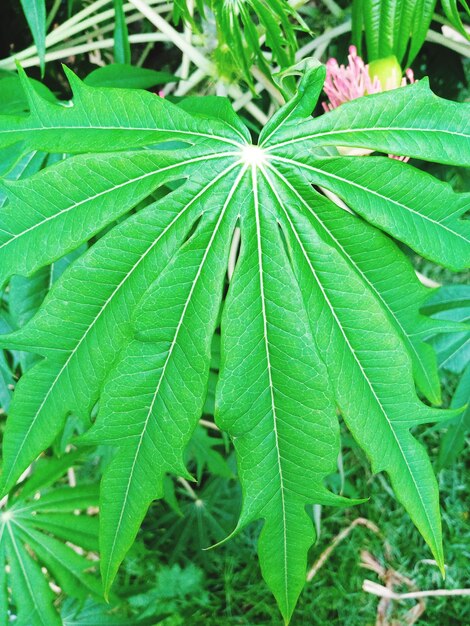 High angle view of plant leaves