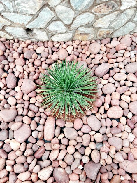 Photo high angle view of plant on pebble stones