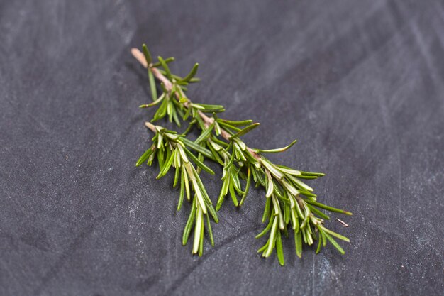 High angle view of plant on table