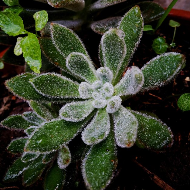 High angle view of plant with water