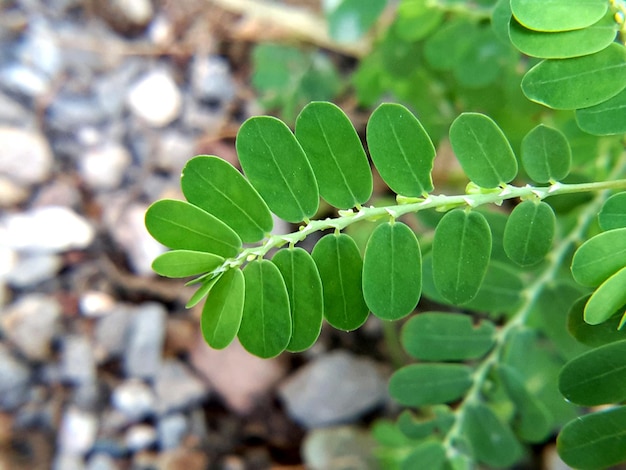 High angle view of plant