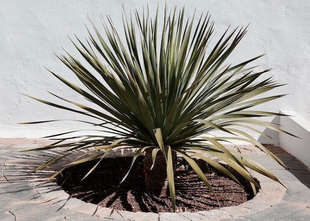 High angle view of plant