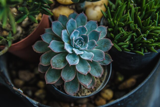 High angle view of plant