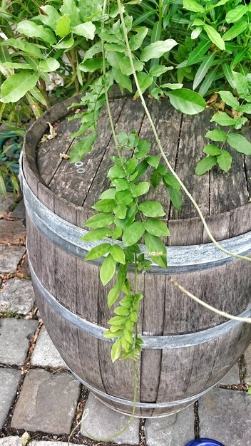 Photo high angle view of plant