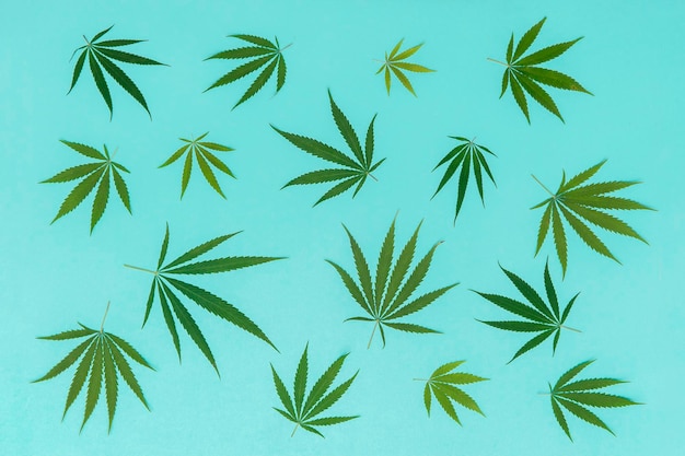 High angle view of plants against blue background