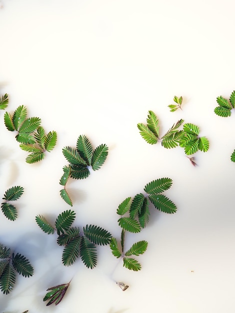 Photo high angle view of plants against white background