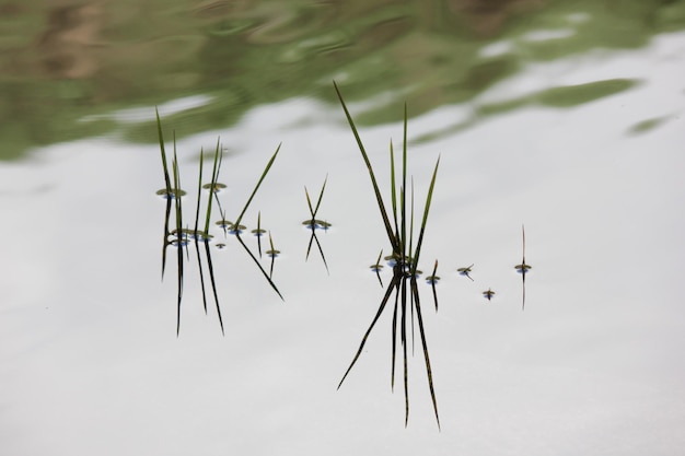 Foto vista ad alto angolo delle piante in mezzo al lago