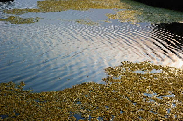 High angle view of plants on beach