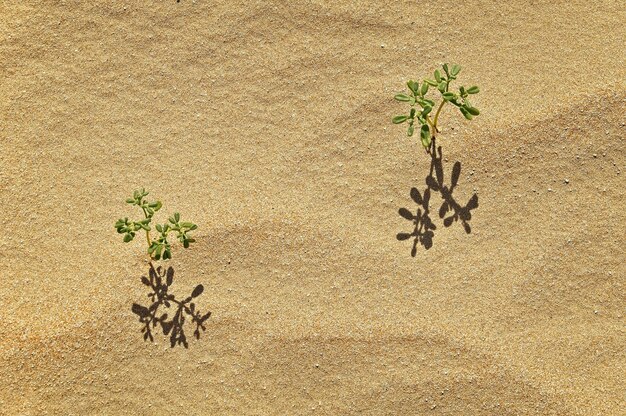 High angle view of plants on beach