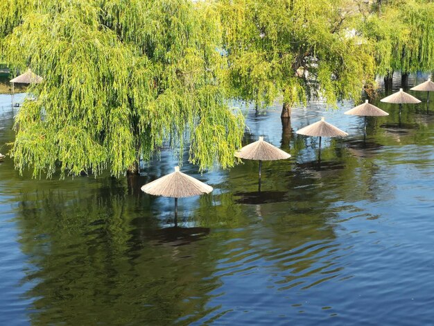 High angle view of plants by lake