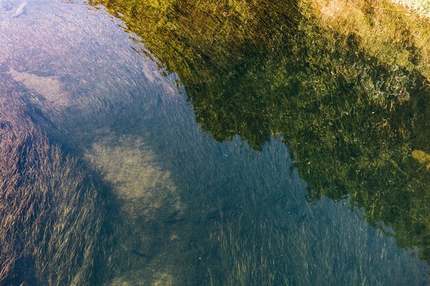 High angle view of plants by lake