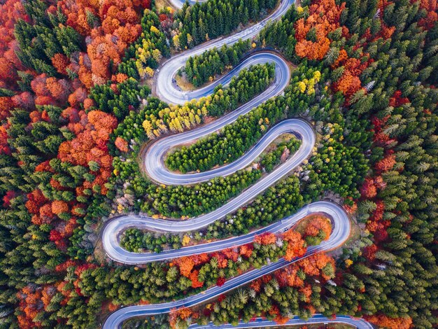 Photo high angle view of plants by road