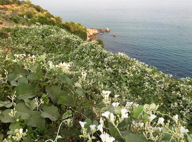 Foto vista ad alta angolazione delle piante dal mare contro il cielo