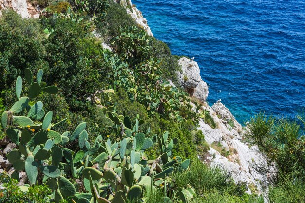 Foto vista ad alto angolo delle piante dal mare