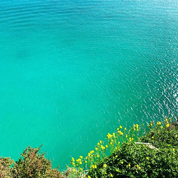 High angle view of plants by sea