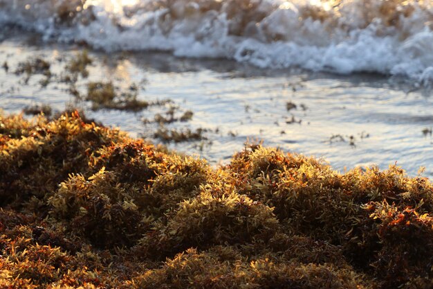 Foto vista ad alto angolo delle piante dal mare