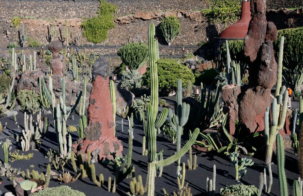 Foto vista ad alta angolazione delle piante dagli alberi