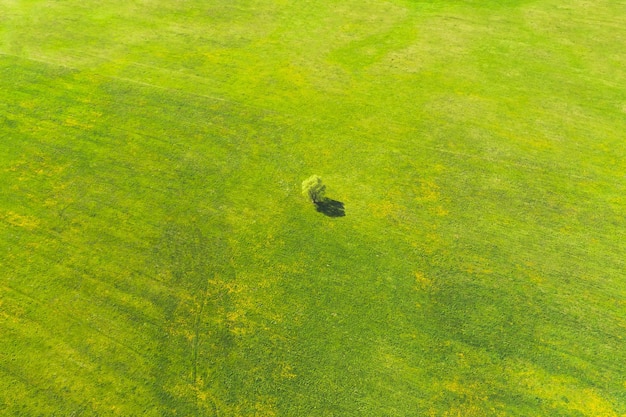 フィールド上の植物の高角度の視点