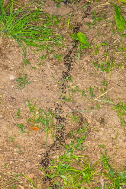 Photo high angle view of plants on field