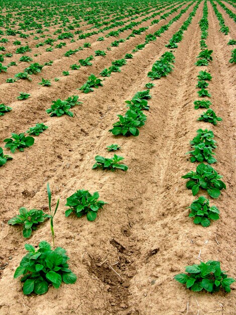 フィールド上の植物の高角度の視点