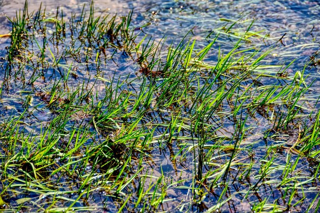 High angle view of plants floating on lake