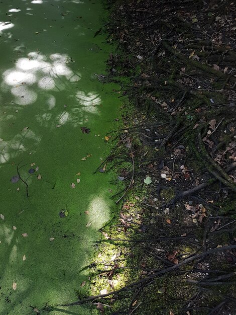 High angle view of plants floating on lake