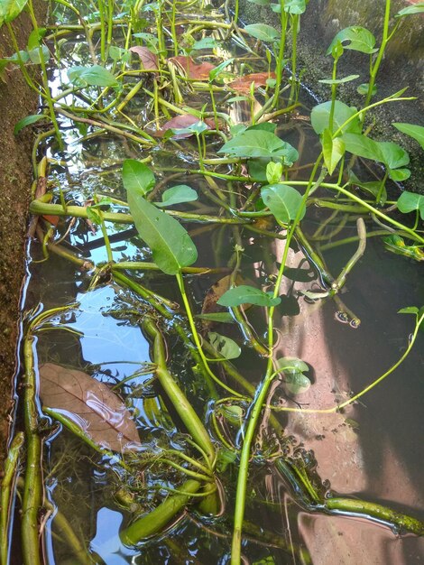 High angle view of plants floating on lake