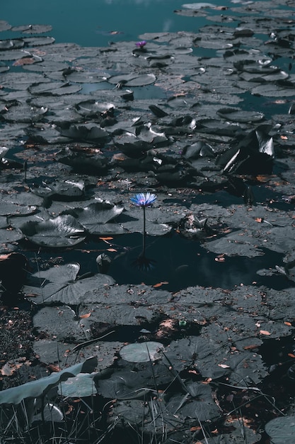 Photo high angle view of plants floating on lake