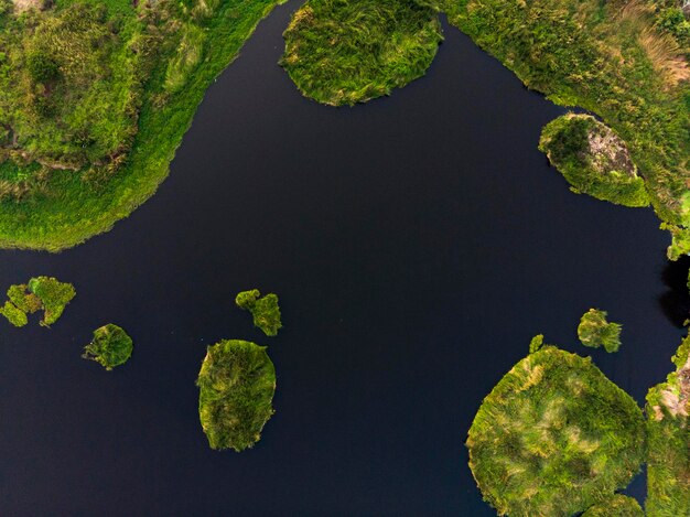 High angle view of plants floating on lake