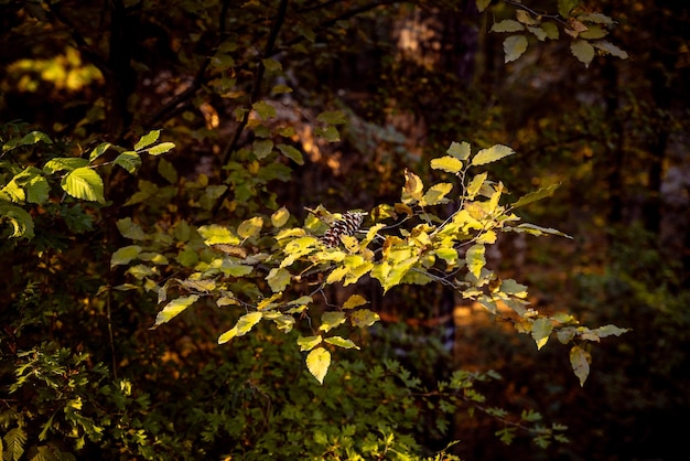 Foto vista ad alta angolazione delle piante nella foresta