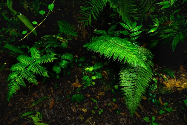 森の植物のハイアングルビュー