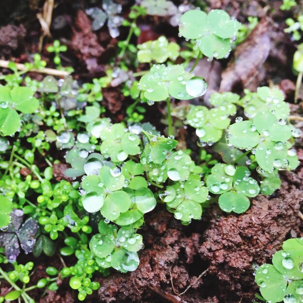 畑で育つ植物の高角度の視点