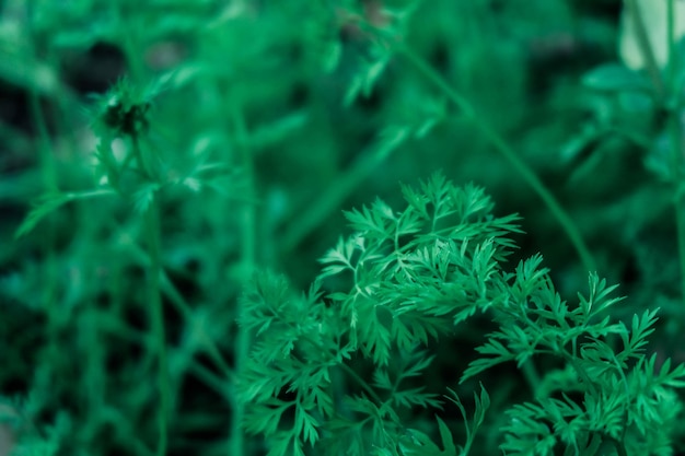 High angle view of plants growing on field