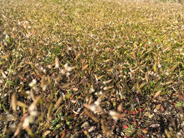 Foto vista ad alta angolazione delle piante che crescono sul campo