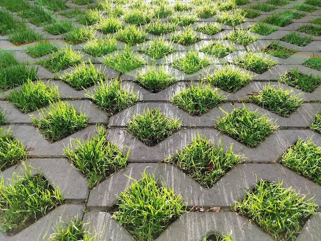 野原に生える植物の高角度の眺め