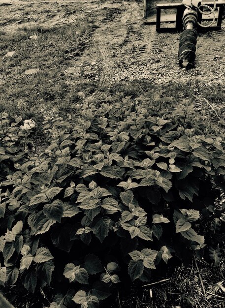 Foto vista ad alta angolazione delle piante che crescono sul campo