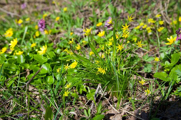 High angle view of plants growing on field