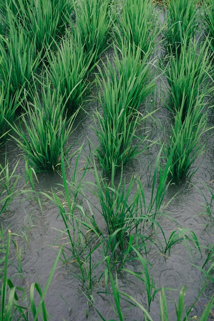 Foto vista ad alta angolazione delle piante che crescono sul campo