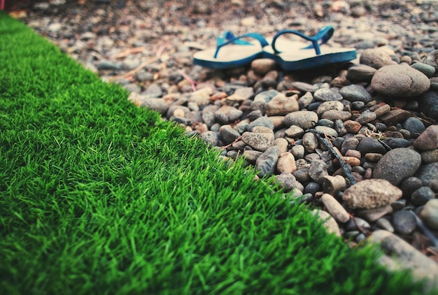 High angle view of plants growing on field