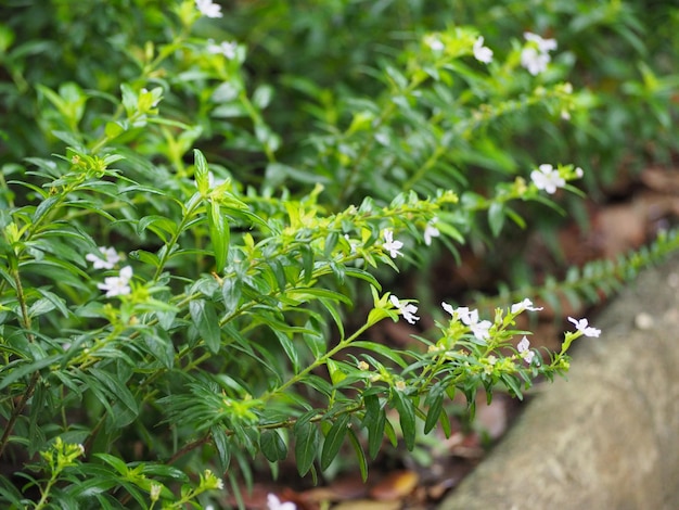 High angle view of plants growing on field