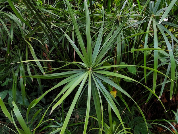 High angle view of plants growing on field